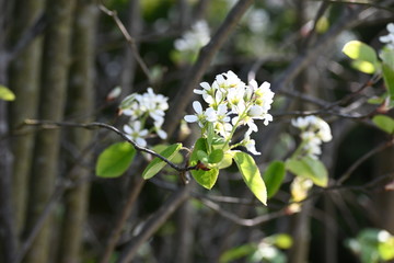 Rebe, frühling, spring, blühten, schweiz, Rebstock, weiss, blumen