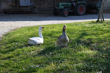 G&auml;nse, Tiere, Gans, Ostern, Ostergans, Weiss