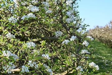 Rebe, fr&uuml;hling, spring, bl&uuml;hten, schweiz, Rebstock, weiss, blumen
