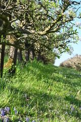 Rebe, fr&uuml;hling, spring, bl&uuml;hten, schweiz, Rebstock, weiss, blumen