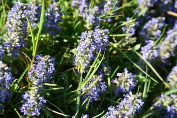 Rebe, fr&uuml;hling, spring, bl&uuml;hten, schweiz, Rebstock, weiss, blumen