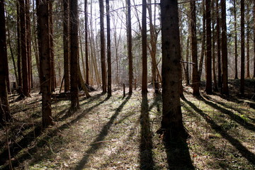Sunny forest
