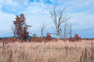 Prairie and oak savanna habitat