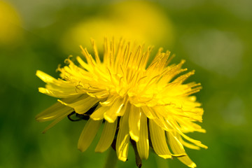 fiori gialli chiamati dente di leone 