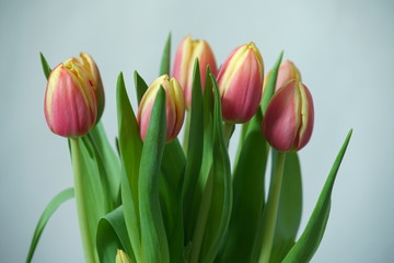 Geschlossene Tulpen in einer Vase