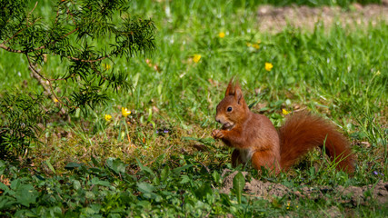 Eichhörnchen