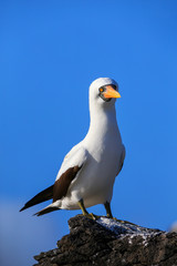 Nazca booby on Espanola Island, Galapagos National park, Ecuador.