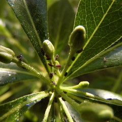 Micromondo