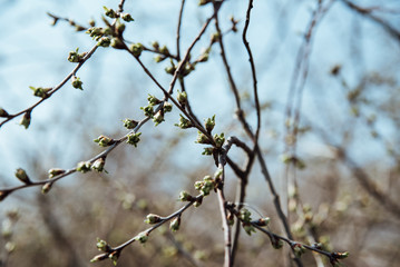 The unopened buds of the sloe. Blooming branches close up on blurred background.