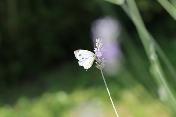 Schmetterling im Thymian 