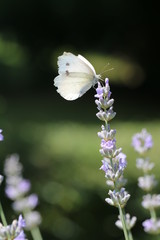 Schmetterling im Thymian 