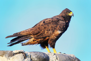 Galapagos hawk on Espanola Island, Galapagos National park, Ecuador
