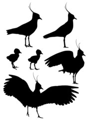 Northern Lapwing with chicks silhouettes set
