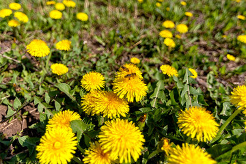 yellow dandelions on green grass