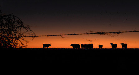 Cattle in the sunset