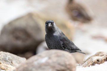 The European jackdaw in the city at winter