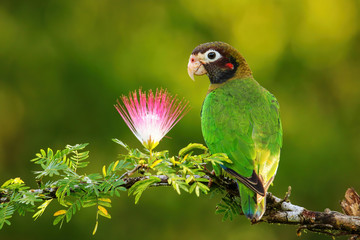 Brown-hooded parrot (Pyrilia haematotis)