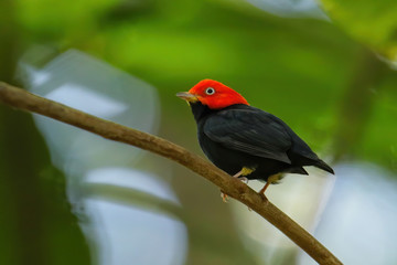 Red-capped manakin (Ceratopipra mentalis) sitting on a branch