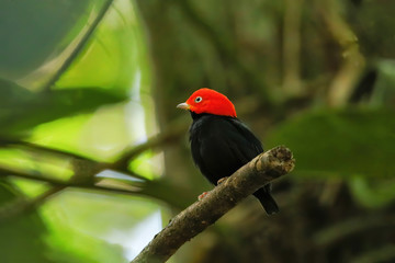 Red-capped manakin (Ceratopipra mentalis) sitting on a branch