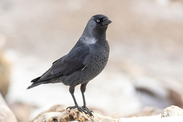 The European jackdaw in the city at winter