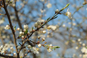 cherry blossom in spring