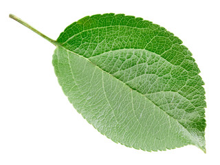 Green apple leaf isolated on white background. Leaves Apple Clipping Path.