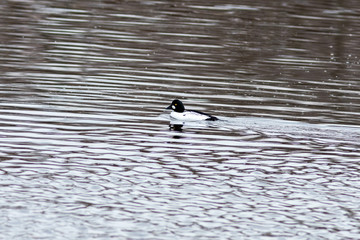 The male Common goldeneye on the river