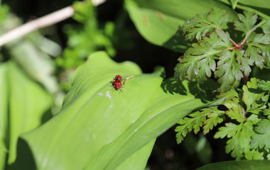 Fototapeta premium Two red bugs at green leaf