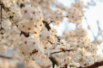 cherry blossom in spring