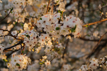 Fototapeta premium cherry blossom in spring