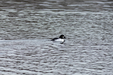 The male Common goldeneye on the river
