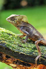 Male smooth helmeted iguana (Corytophanes cristatus) sitting on a log