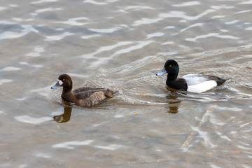 The Greater scaup couple on the river