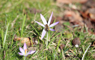 Bee at blooming flower