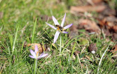 Bee at early blooming flower in spring time