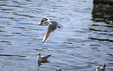 seagull in flight above lake