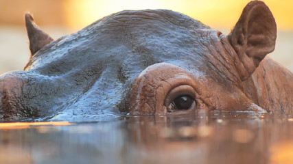 Hippo swims in the river in the evening. Face close up
