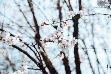 Cherry blossom in spring close up