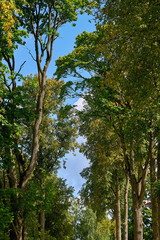 Fototapeta premium Green tree branches against a blue sky on a Sunny day . View of the top of the tree from below to the sky.