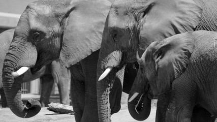 African elephants are elephants of the genus Loxodonta. The genus consists of two extant species:...