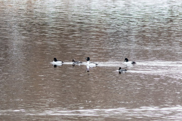 The Common goldeneyes on the river at winter