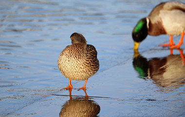Beautiful duck in evening sun outside of the water