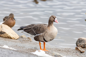 Naklejka na ściany i meble The Greater white-fronted goose on the river