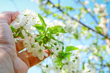 branch with white flowers of cherry in hand against blurred background