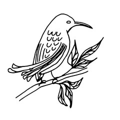 A bird with beautiful feathers and a long beak sits on a branch with leaves. Bird on a white background. Doodle Black lines coloring.
