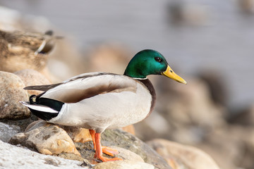 The male mallard duck on the ground