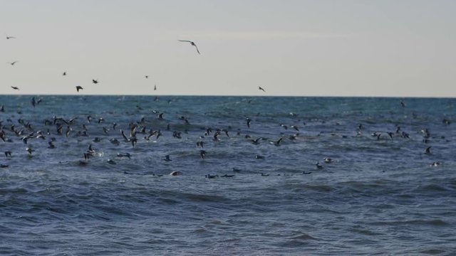 sea sun seagulls breeze splash gull fly
