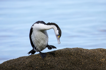 Little pied cormorant (Microcarbo melanoleucos) sitting on a rock