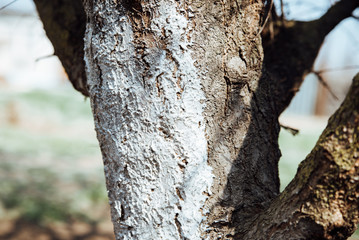 The crown of the tree,white-washed white protective paint