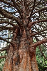 Naklejka premium many branches